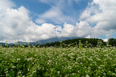 蕎麦畑と御嶽山