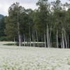 今年こそは、行こうかと