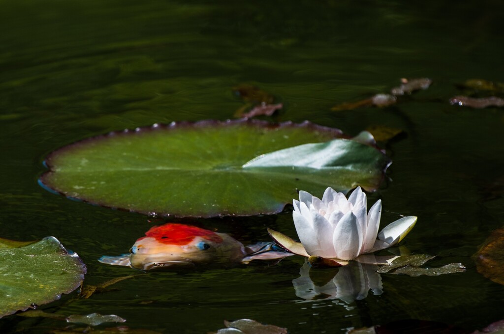 ギョッ（魚）