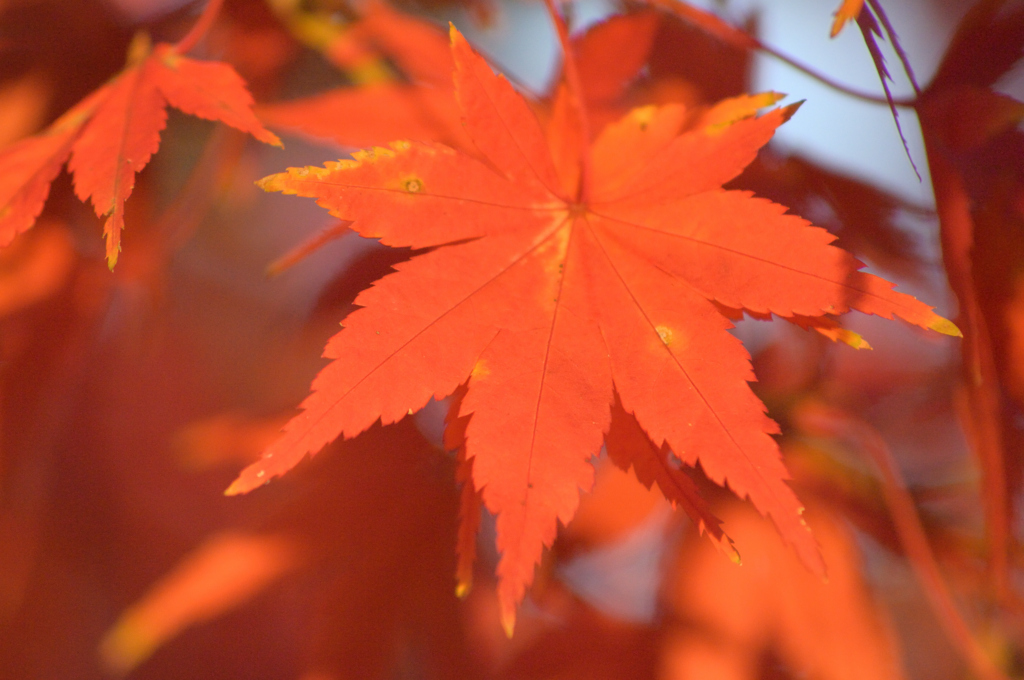 紅葉