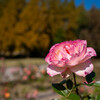 四季の森-3