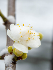 雪白梅-6