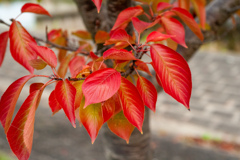 染まってきました