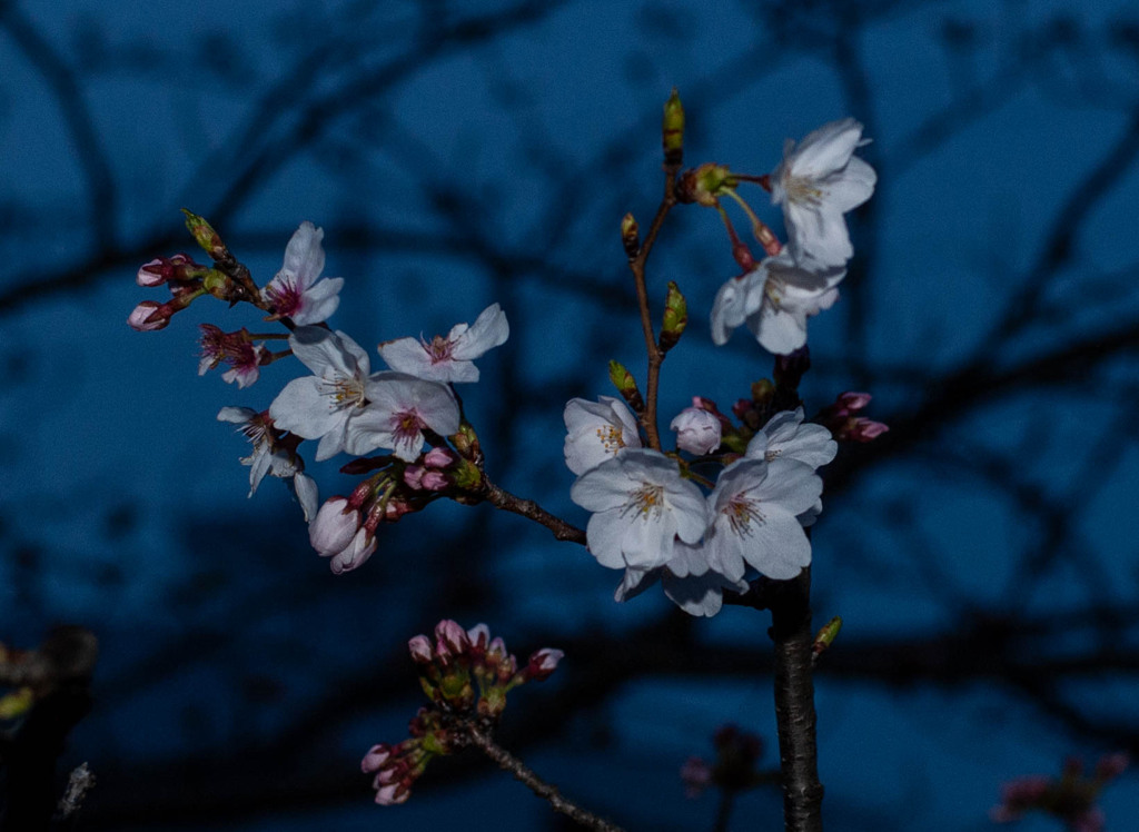 夜桜
