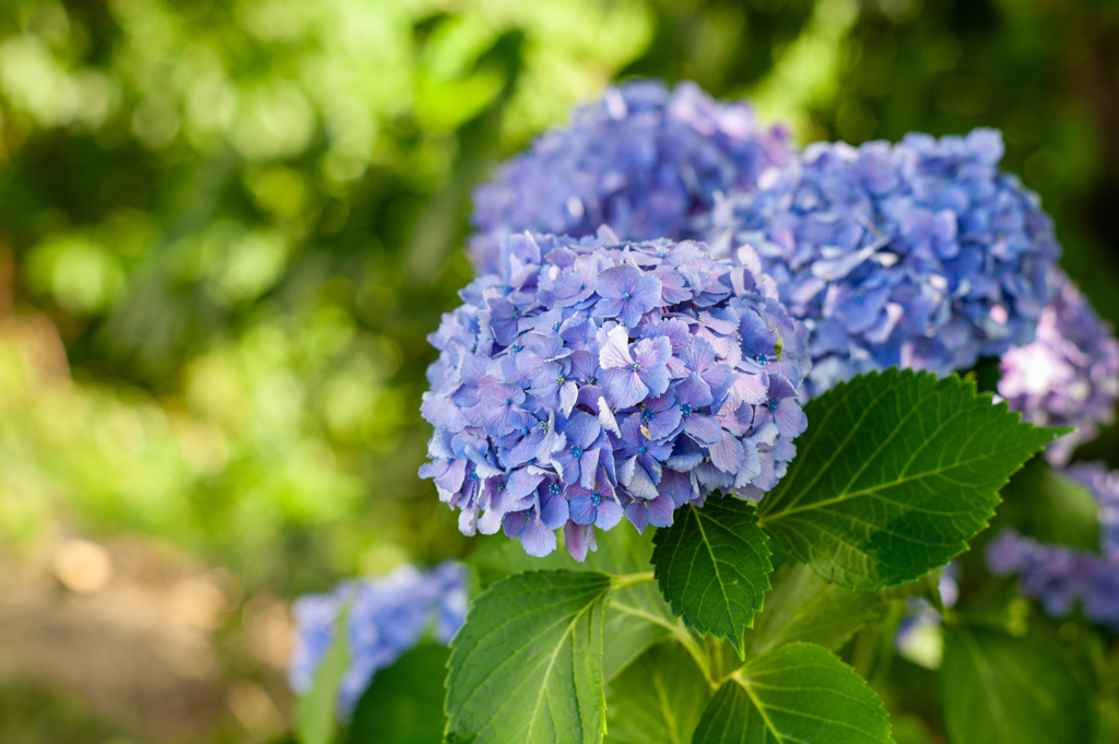 散歩道の紫陽花