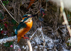 今日のカワ君２