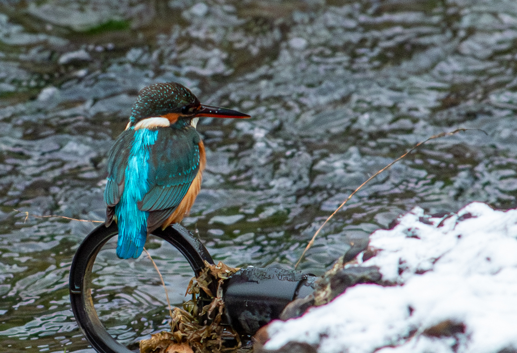 コンバー、カワ