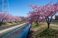 半ノ木川河津桜3