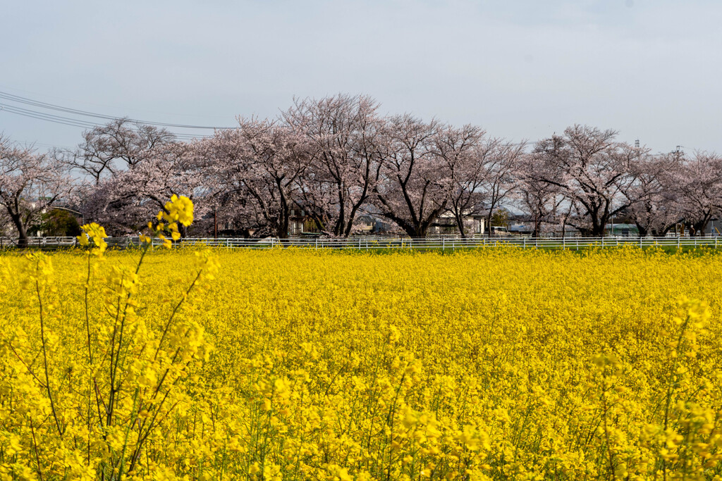 昨年の五条川