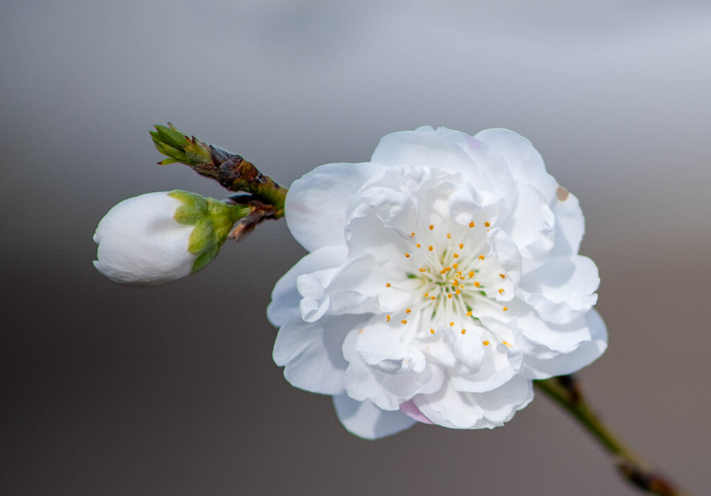 花桃
