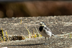 セグロセキレイ