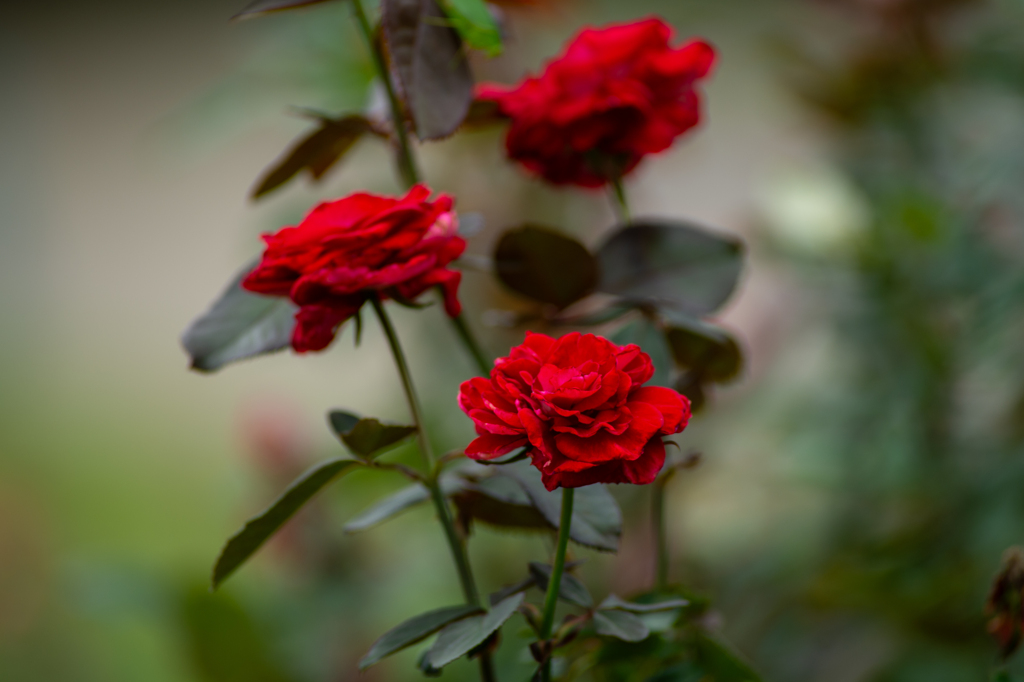 秋薔薇