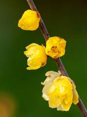 甘く香、蝋梅