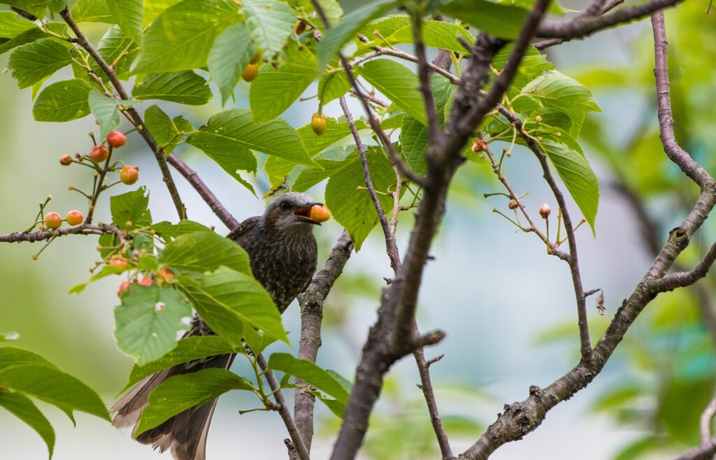 公園のサクランボ