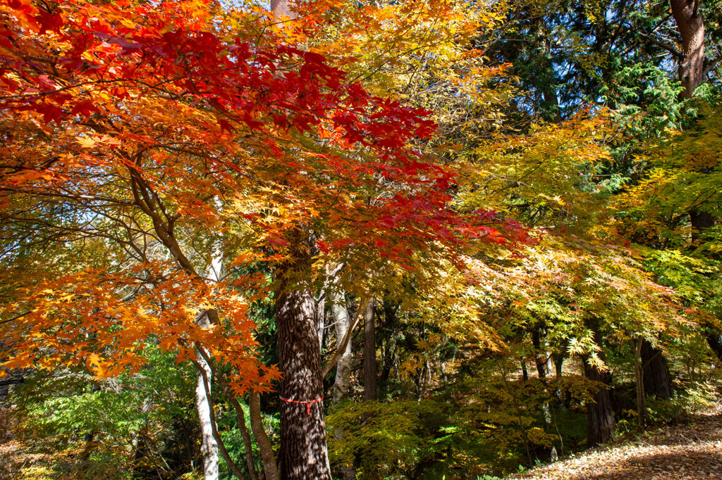奈良井宿～鳥居峠～薮原宿-143