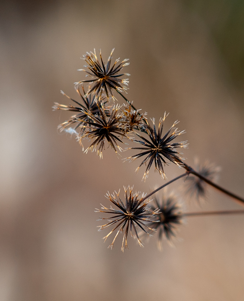 コセンダングサ