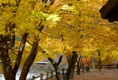 黄色紅葉１