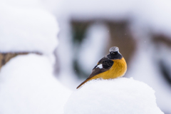 雪ジョウビ