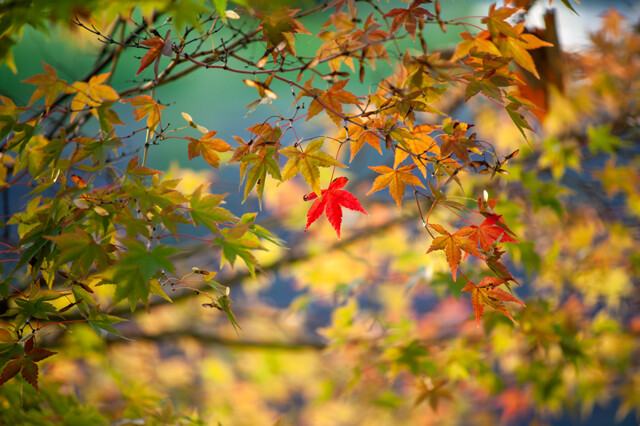 花・草木写真集