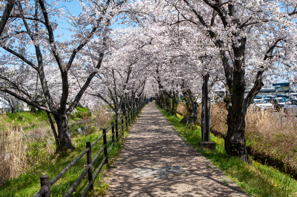 五条川 (13)