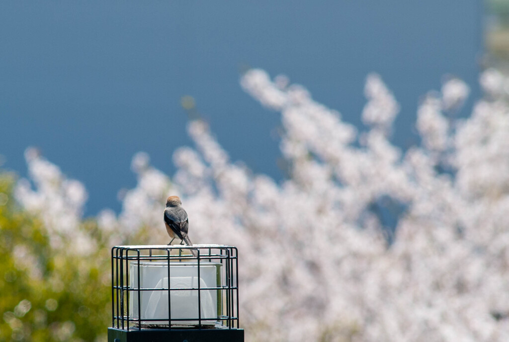 モズ君もお花見