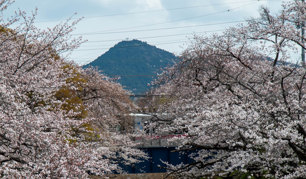 桜と尾張富士と五条川