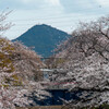 桜と尾張富士と五条川
