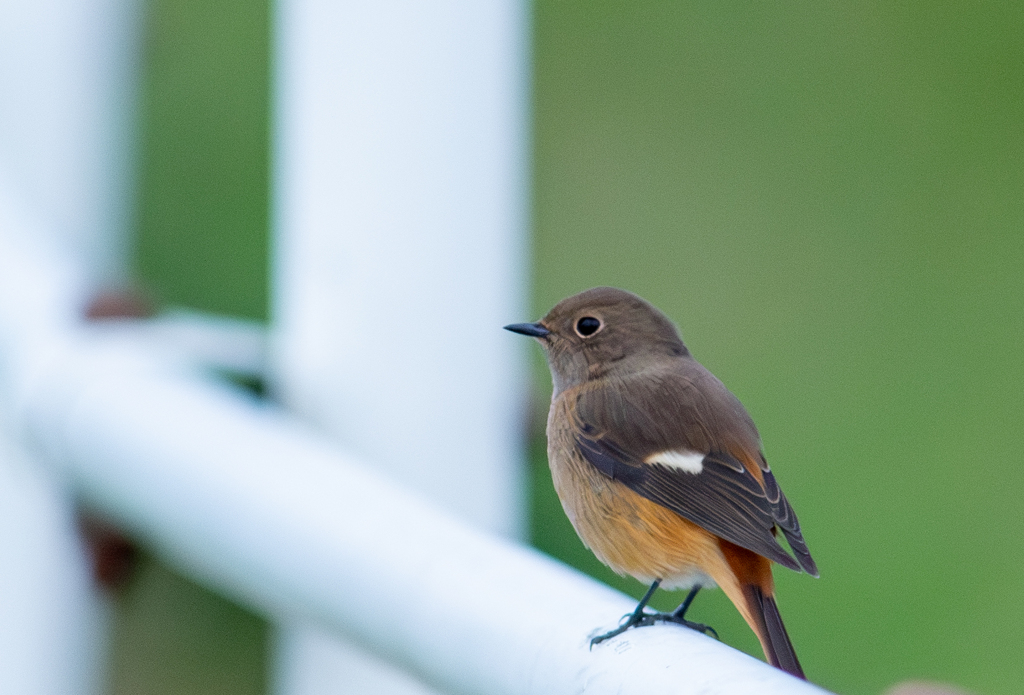 おかえりなさい２