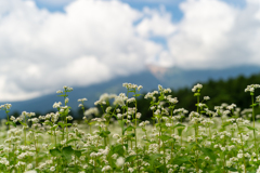 蕎麦畑と御嶽山２