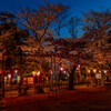 小牧山桜まつり