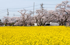 昨年の五条川