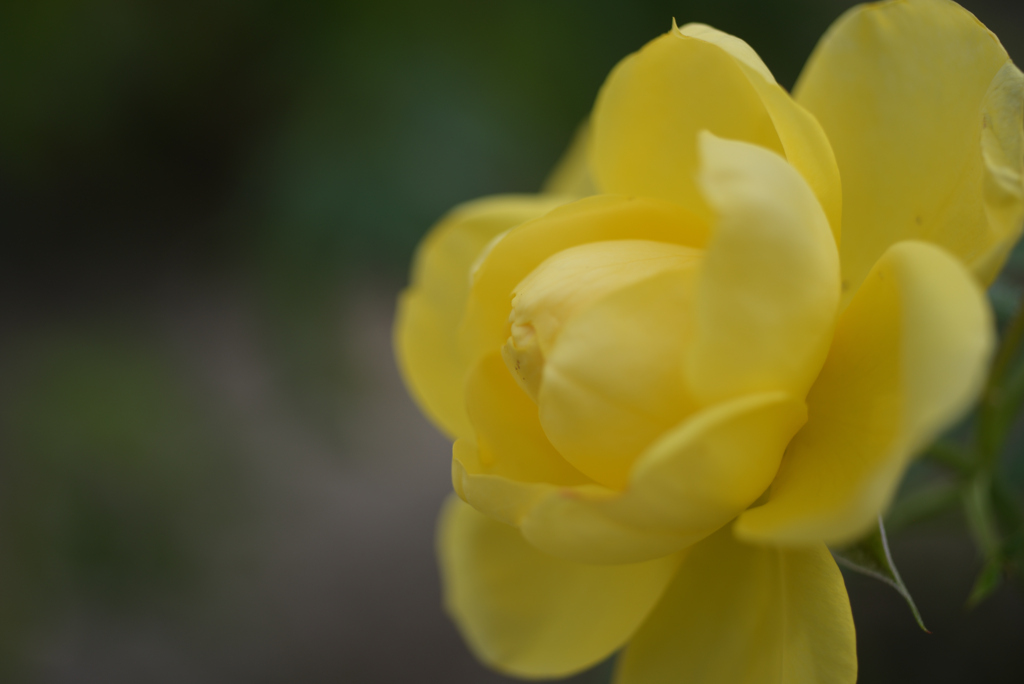 秋薔薇