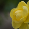 秋薔薇