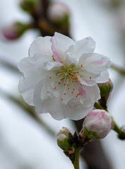 花桃