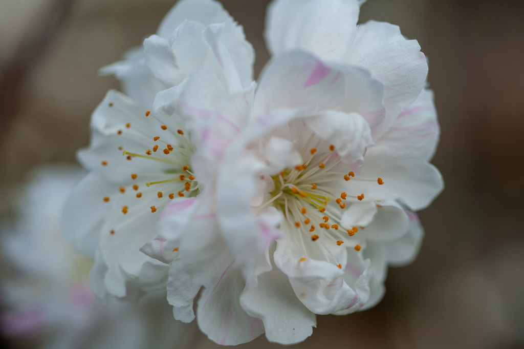 花桃