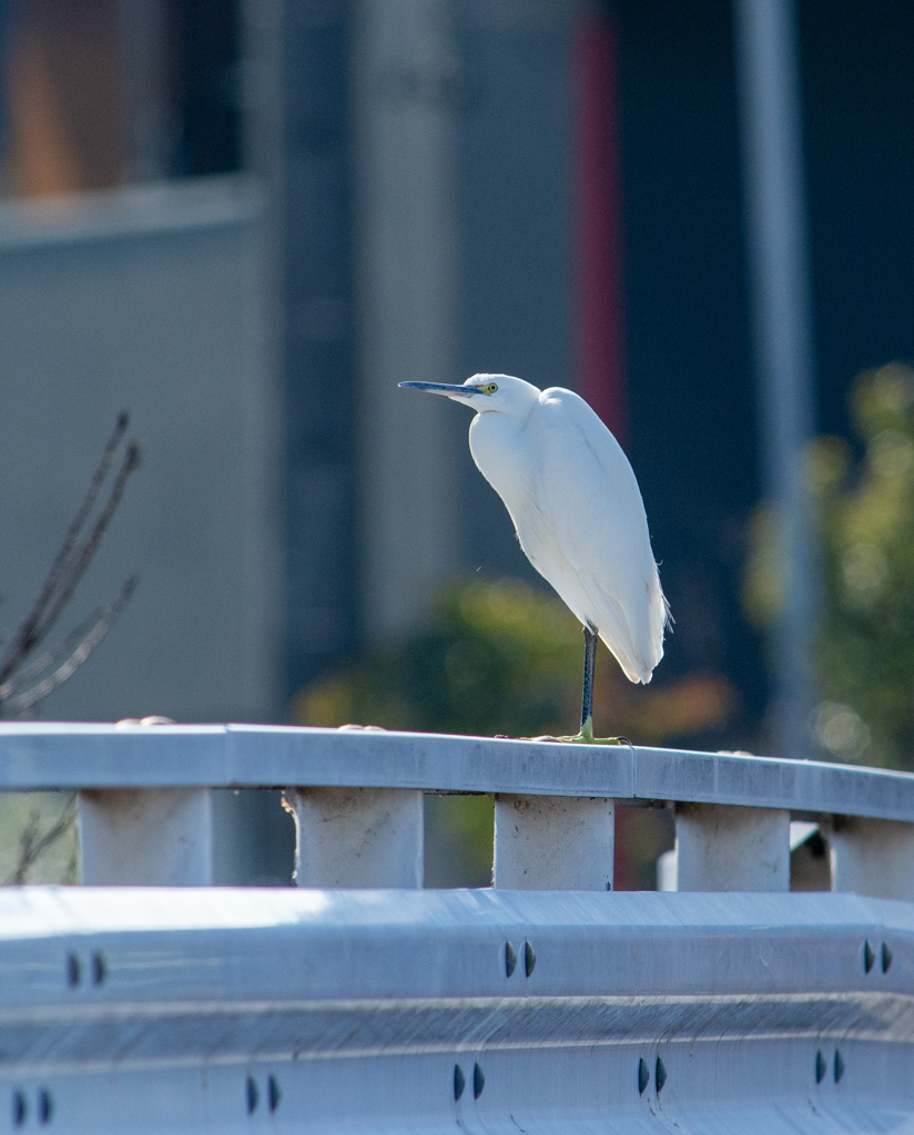 橋の上のコサギ