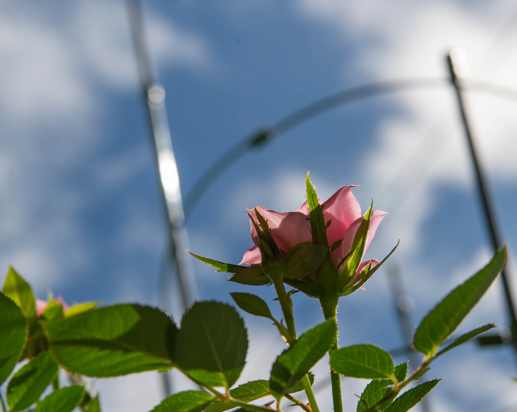 秋薔薇