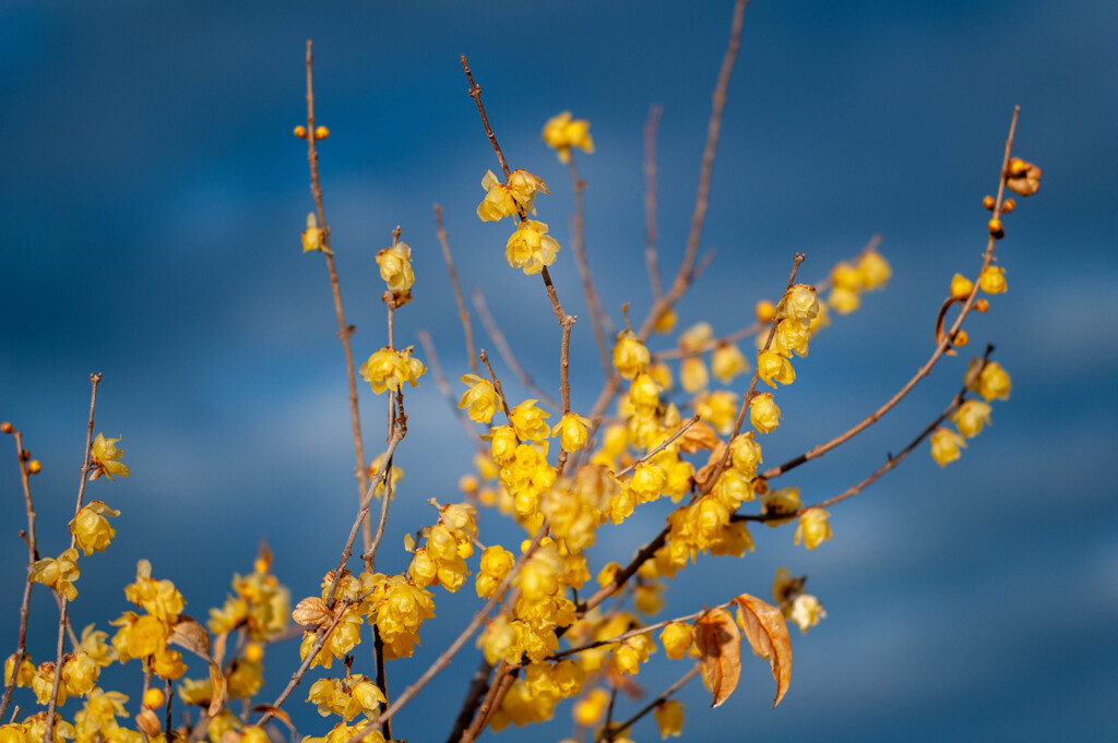 ai NIKKOR 105mm f2.5 試し撮り２