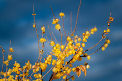 ai NIKKOR 105mm f2.5 試し撮り２