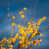 ai NIKKOR 105mm f2.5 試し撮り２