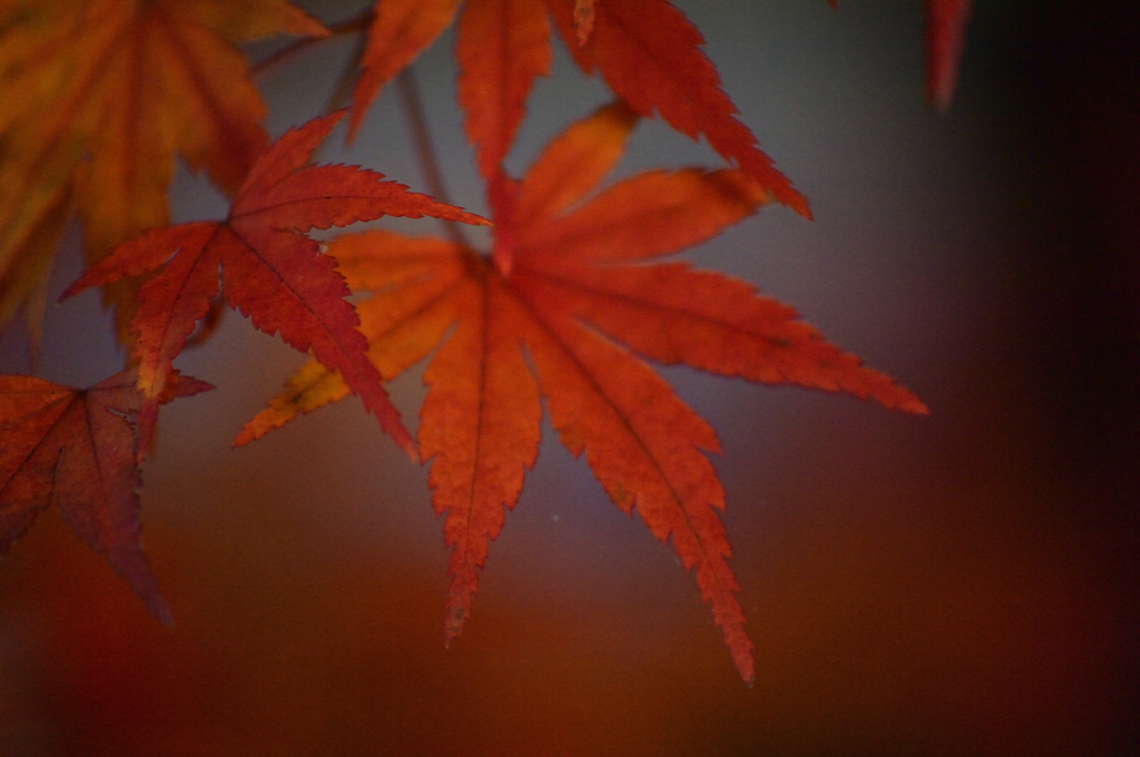 紅葉