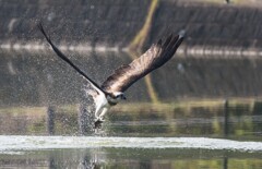 DSC_3032 (2)