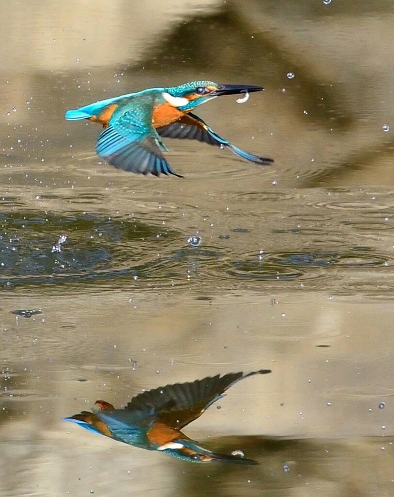 水鏡