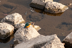 今日は、200mmで