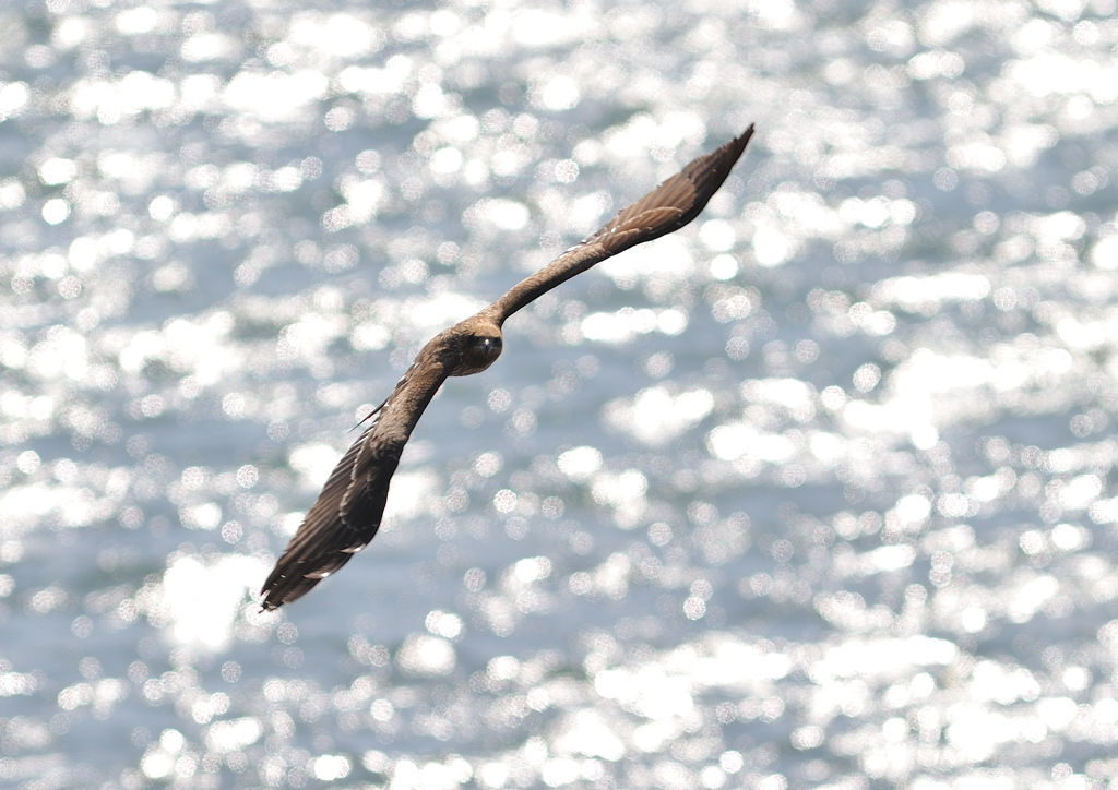 鳶