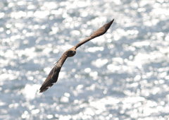 鳶