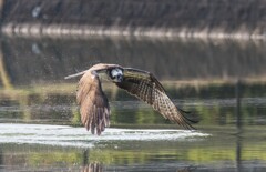 DSC_3035 (2)