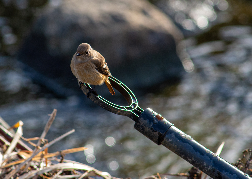 コンバージョウビ