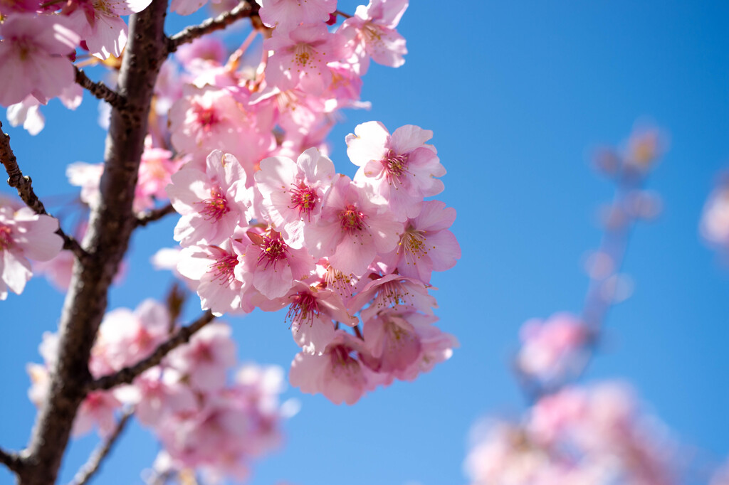 半ノ木川河津桜5