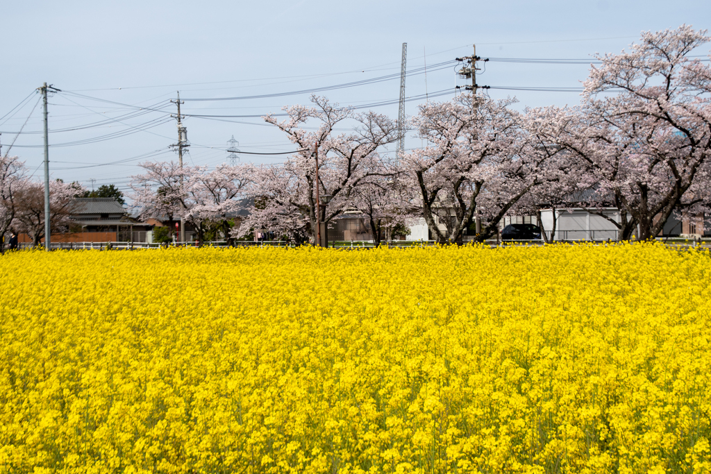 五条川 (7)